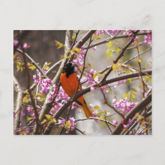 Baltimore Oriole Briefkaart (Voorkant)
