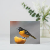 Baltimore Oriole Briefkaart (Staand voorkant)