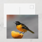 Baltimore Oriole Briefkaart (Voorkant / Achterkant)