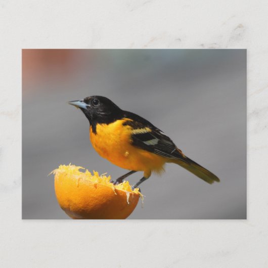 Baltimore Oriole Briefkaart (Voorkant)