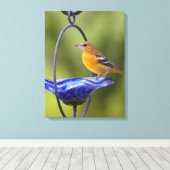 Baltimore Oriole Canvas Afdruk (Insitu (Houten vloer))