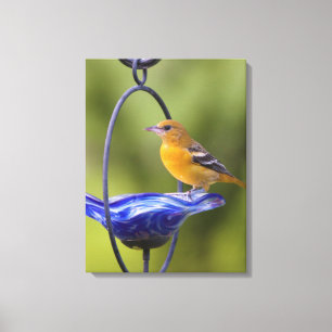 Baltimore Oriole Canvas Afdruk