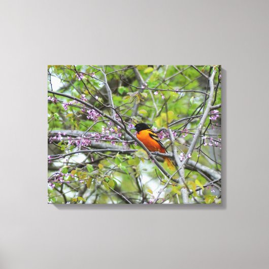 Baltimore Oriole Canvas Afdruk (Voorkant)