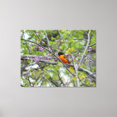 Baltimore Oriole Canvas Afdruk (Voorkant)