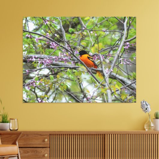 Baltimore Oriole Canvas Afdruk (Insitu (Woonkamer))