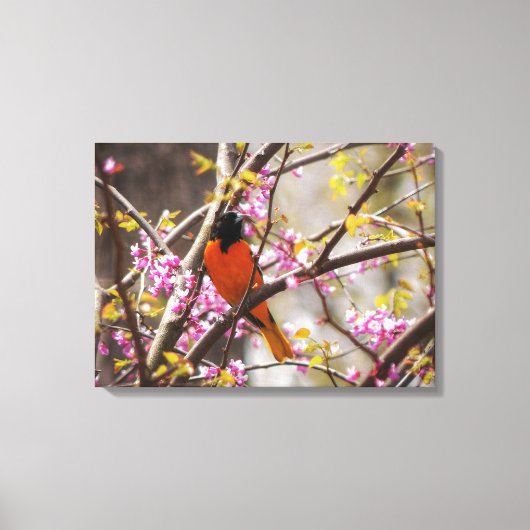 Baltimore Oriole Canvas Afdruk (Voorkant)