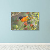 Baltimore Oriole Canvas Afdruk (Insitu (Houten vloer))