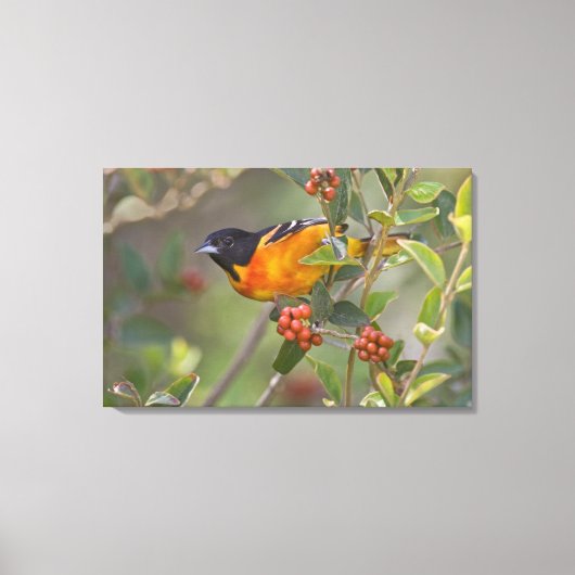 Baltimore Oriole Canvas Afdruk (Voorkant)