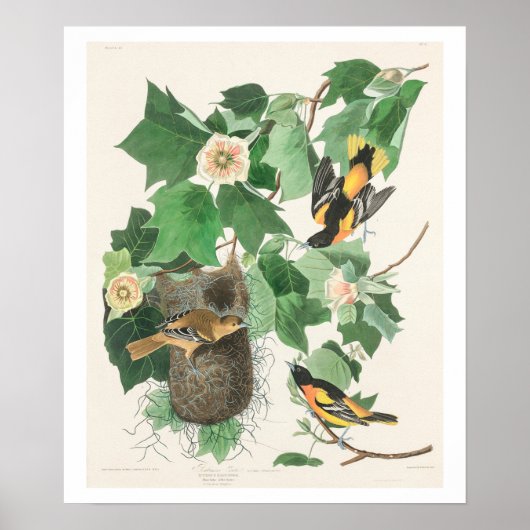 Baltimore Oriole door het Poster Audubon (Voorkant)