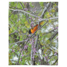 Baltimore Oriole