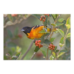 Baltimore Oriole Foto Afdruk