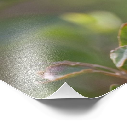 Baltimore Oriole Foto Afdruk (Hoek)