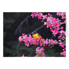 Baltimore Oriole in Crabapple