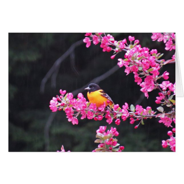 Baltimore Oriole in Crabapple (Voorkant Horizontaal)