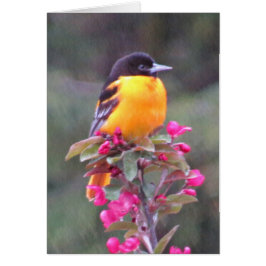 Baltimore Oriole in Crabapple