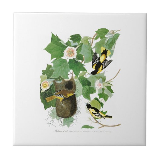 Baltimore Oriole John James Audubon Birds America Tegeltje (Voorkant)