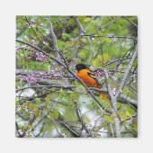 Baltimore Oriole Magneet (Voorkant)