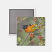 Baltimore Oriole Magneet (Voorkant / Achterkant)