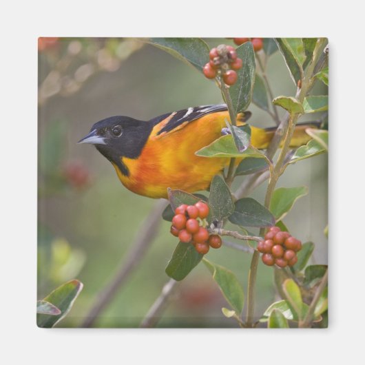Baltimore Oriole Magneet (Voorkant)