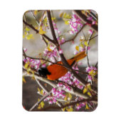 Baltimore Oriole Magneet (Verticaal)