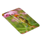 Baltimore Oriole Magneet (Rechterzijde)