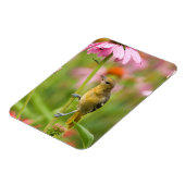 Baltimore Oriole Magneet (Linkerzijde)