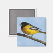 Baltimore Oriole Magnet (Voorkant / Achterkant)