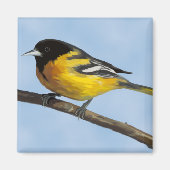 Baltimore Oriole Magnet (Voorkant)