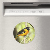 Baltimore Oriole Magnet (Insitu (Vaatwasser))