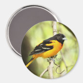 Baltimore Oriole Magnet (Voorkant / Achterkant)