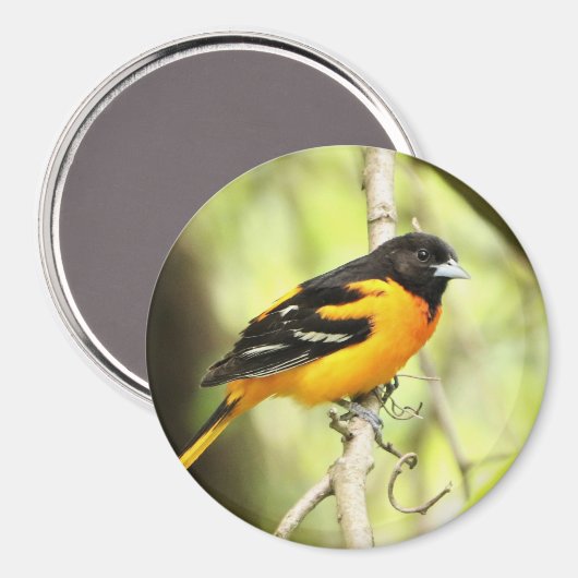 Baltimore Oriole Magnet (Voorkant / Achterkant)