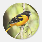 Baltimore Oriole Magnet (Voorkant)