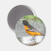 Baltimore Oriole magnet (Voorkant / Achterkant)