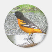 Baltimore Oriole magnet (Voorkant)