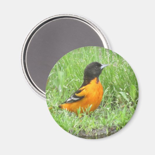 Baltimore Oriole magnet (Voorkant / Achterkant)