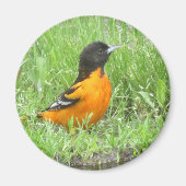 Baltimore Oriole magnet (Voorkant)