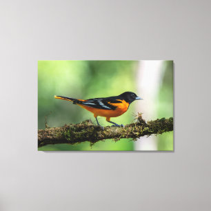 Baltimore Oriole (mannetje) in Costa Rica Canvas Afdruk