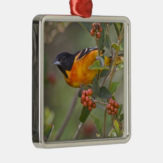 Baltimore Oriole Metalen Ornament (Rechts)