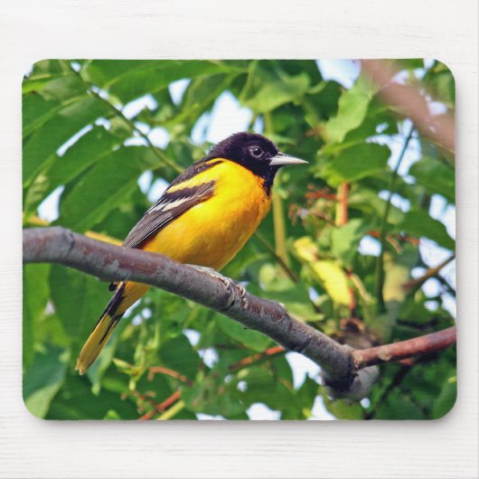 Baltimore Oriole Mousepad Muismat (Voorkant)