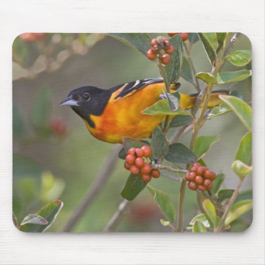 Baltimore Oriole Muismat (Voorkant)