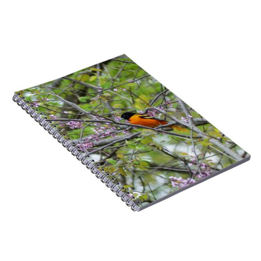 Baltimore Oriole Notitieboek (Rechterzijde)