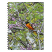 Baltimore Oriole Notitieboek (Voorkant)