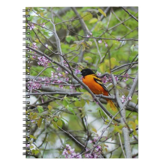 Baltimore Oriole Notitieboek (Voorkant)