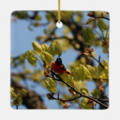 Baltimore Oriole Ornament (Achterkant)
