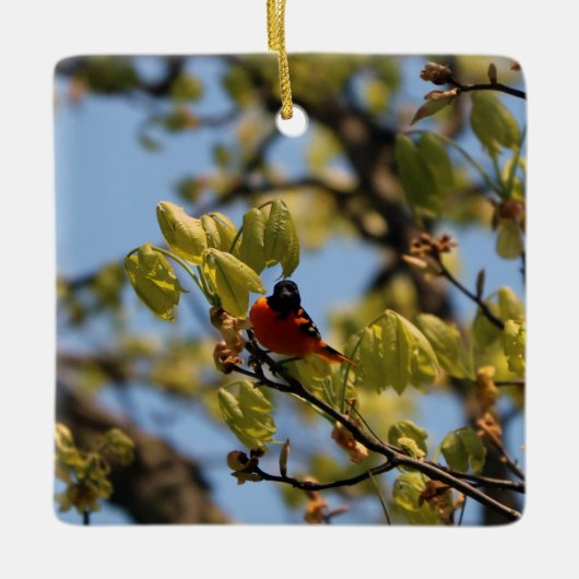 Baltimore Oriole Ornament (Voorkant)