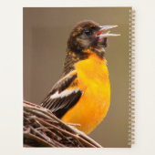 Baltimore Oriole Planner (Achterkant)