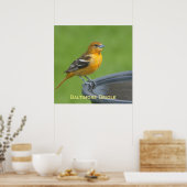 Baltimore Oriole Poster (Keuken)