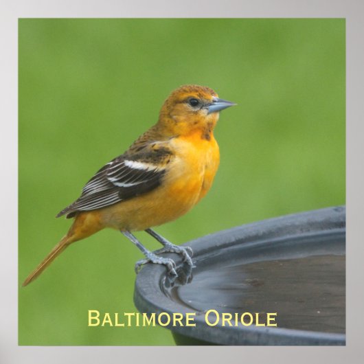 Baltimore Oriole Poster (Voorkant)