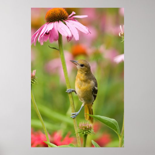 Baltimore Oriole Poster (Voorkant)