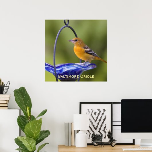 Baltimore Oriole Poster (Thuiskantoor)